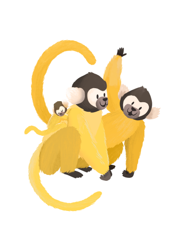 pair of monkeys