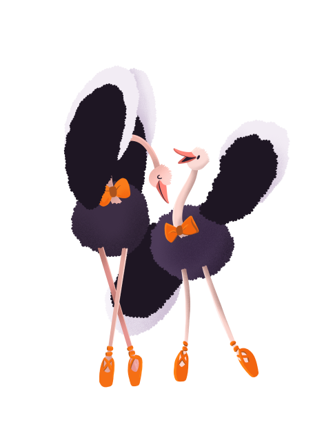 pair of ostriches